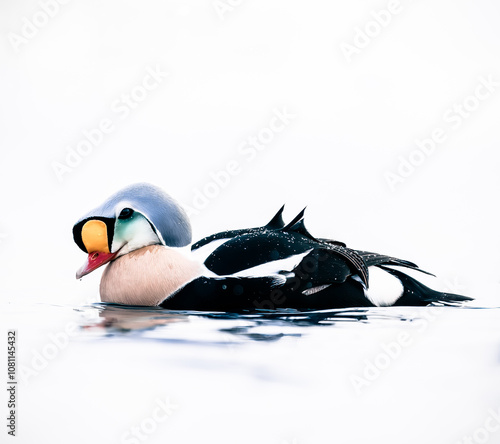 King eider