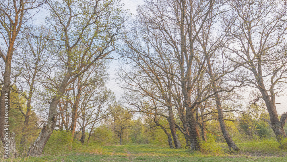 Forest with trees in the background and a clear blue sky Forest with trees in the background and a clear blue sky