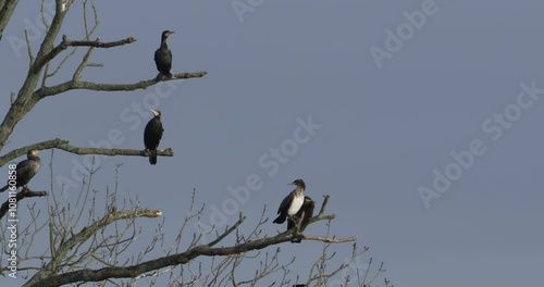 grand cormoran Phalacrocorax carbo au repos dans un arbre