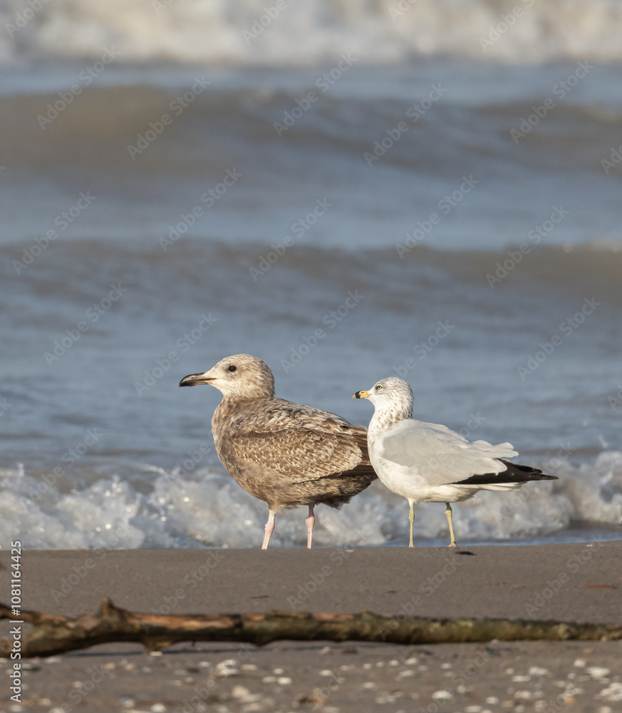 Ring-billed Gull mates on a windy beach near waves on Lake Erie in Elgin Ontario Ring-billed Gull mates on a windy beach near waves on Lake Erie in Elgin Ontario