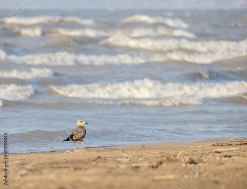 Seagull on a windy beach in front of wavy Lake Erie in Ontario
