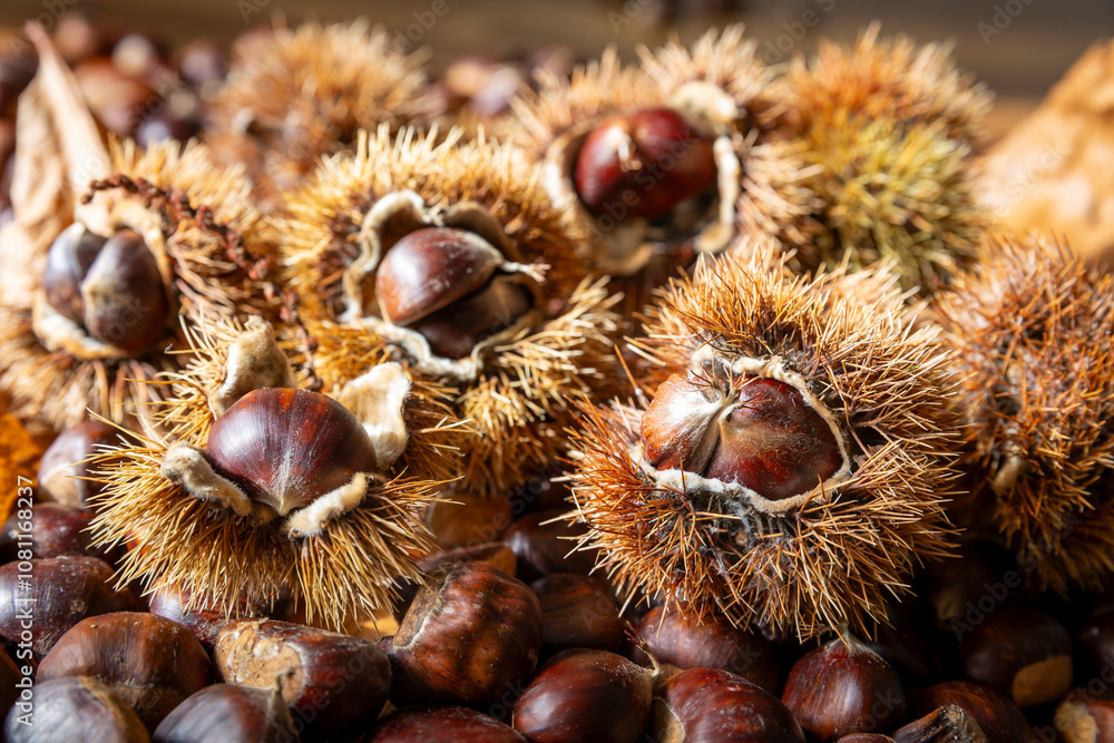 Close-up of edible sweet Chestnuts (Castanea sativa), some still in the husk. Autumn is the time of the chestnut harvest, the bags with the fruit inside fall to the ground. Close-up of edible sweet Chestnuts (Castanea sativa), some still in the husk. Autumn is the time of the chestnut harvest, the bags with the fruit inside fall to the ground.
