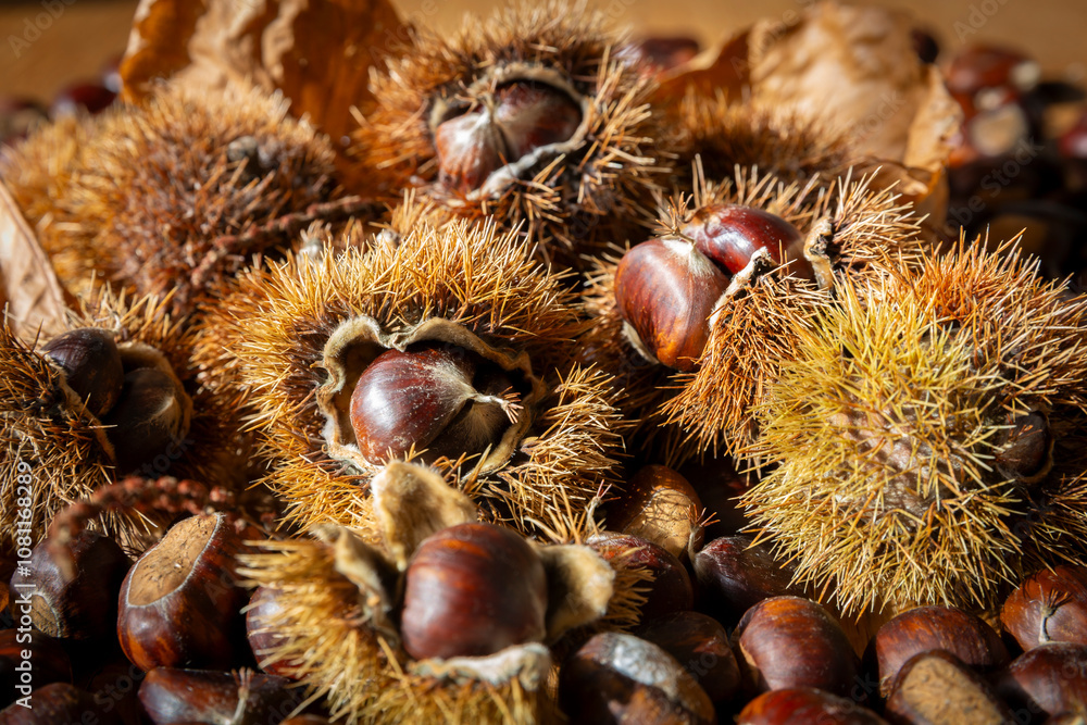 Close-up of edible sweet Chestnuts (Castanea sativa), some still in the husk. Autumn is the time of the chestnut harvest, the bags with the fruit inside fall to the ground. Close-up of edible sweet Chestnuts (Castanea sativa), some still in the husk. Autumn is the time of the chestnut harvest, the bags with the fruit inside fall to the ground.