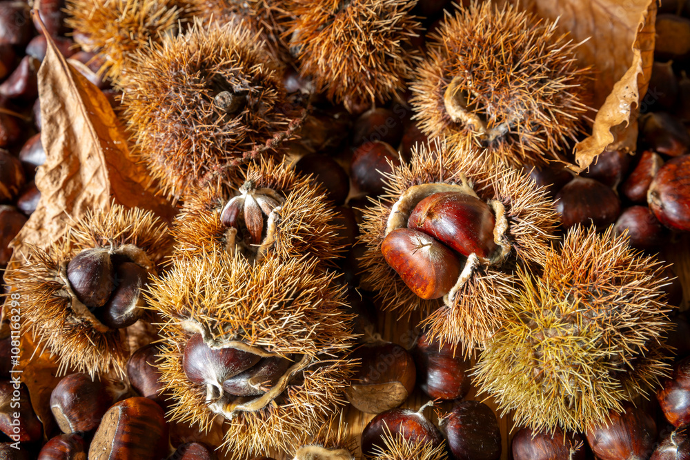 Close-up of edible sweet Chestnuts (Castanea sativa), some still in the husk. Autumn is the time of the chestnut harvest, the bags with the fruit inside fall to the ground. Close-up of edible sweet Chestnuts (Castanea sativa), some still in the husk. Autumn is the time of the chestnut harvest, the bags with the fruit inside fall to the ground.