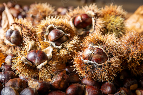 Close-up of edible sweet Chestnuts (Castanea sativa), some still in the husk. Autumn is the time of the chestnut harvest, the bags with the fruit inside fall to the ground.