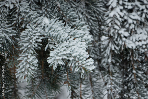 Nature Winter Background with fir tree in Snow