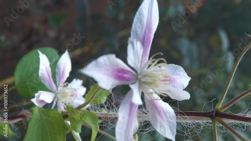 Clematis is a herbaceous perennial plant of the buttercup family. It grows well in subtropical and mid-latitude regions and is also known as clematis and willow. photo