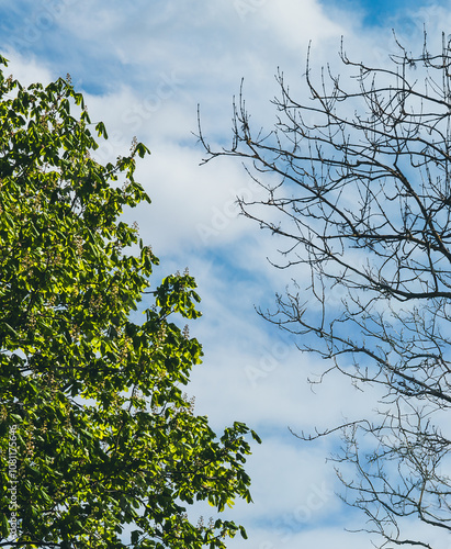 Green and Bare Tree Branches Against Blue Sky in Spring Transition