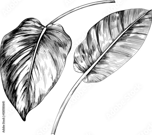 Tropical leaves isolated on white background set. Hand drawn illustration collection ink style.