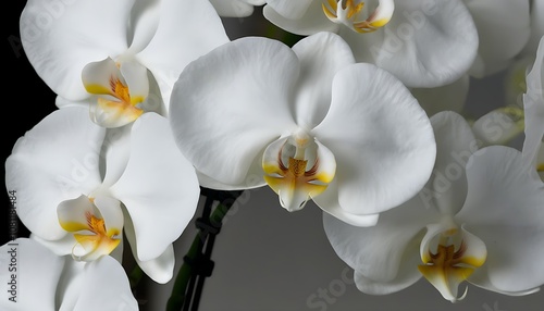 Graceful blooming Phalaenopsis orchids in a serene indoor setting.