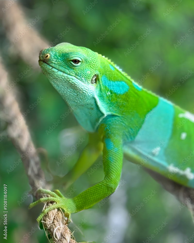 Fototapeta premium green lizard on a tree