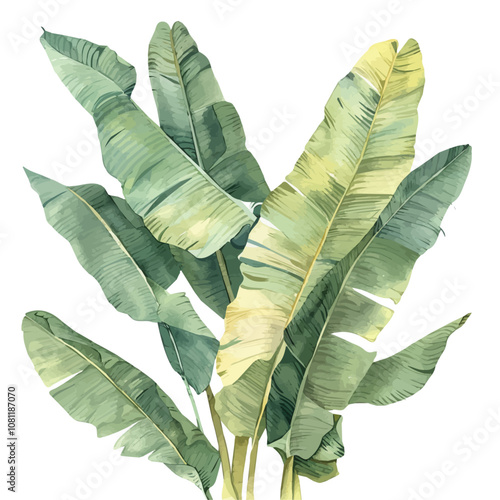 A watercolor vector of a set of banana leaves, isolated on a white background. Banana leaves vector.