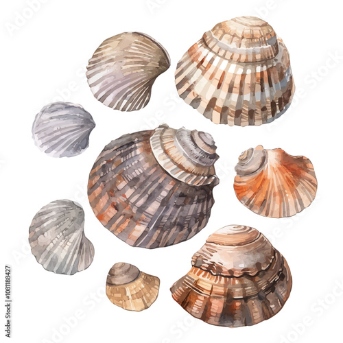 A watercolor of a set of barnacle shells, isolated on a white background. Barnacle shells vector.