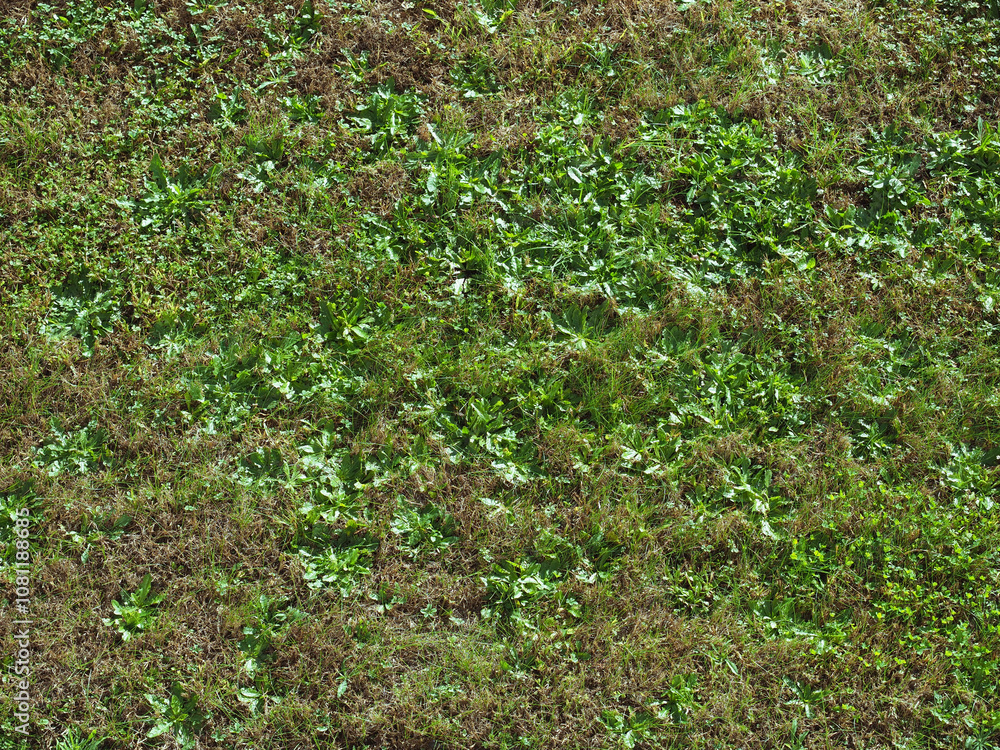 green meadow background green meadow background