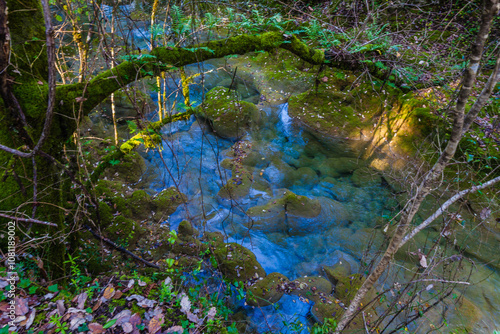 peaceful forest stream meandering through a densely wooded area photo