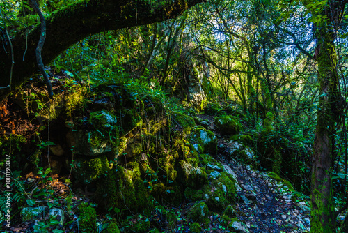 Foto lush, overgrown forest scene, where the ground is blanketed in moss and various