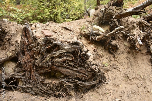 Roots of fallen tree sticking out from the ground on the side of a hiking trail