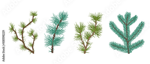 Set of evergreen coniferous branches of pine, spruce. Decorative botanical elements. Vector graphics.