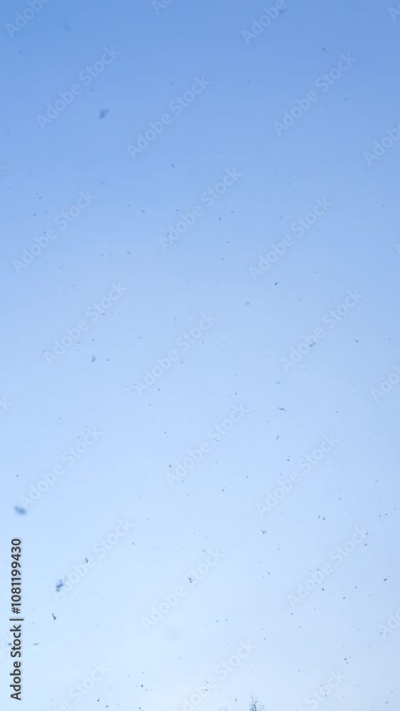 VERTICAL, LOW ANGLE VIEW: Blue winter sky dotted with gently falling snowflakes. Calm and peaceful atmosphere and first clearing at the end of heavy snowfall. Quiet beauty of a cold, snowy winter day. VERTICAL, LOW ANGLE VIEW: Blue winter sky dotted with gently falling snowflakes. Calm and peaceful atmosphere and first clearing at the end of heavy snowfall. Quiet beauty of a cold, snowy winter day.