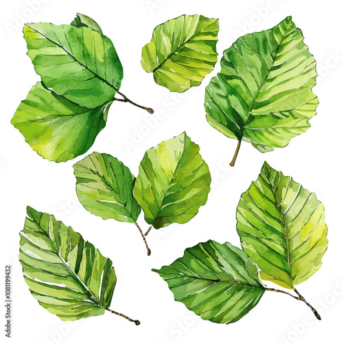 A watercolor of a set of beech leaves, isolated on a white background. Beech leaves vector.