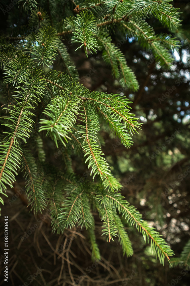 Closeup of Pine Tree Branch with Needles in Sunlight Against Dark Blurred Background – Nature, Forest Detail, Tranquil Outdoor Scene Closeup of Pine Tree Branch with Needles in Sunlight Against Dark Blurred Background – Nature, Forest Detail, Tranquil Outdoor Scene