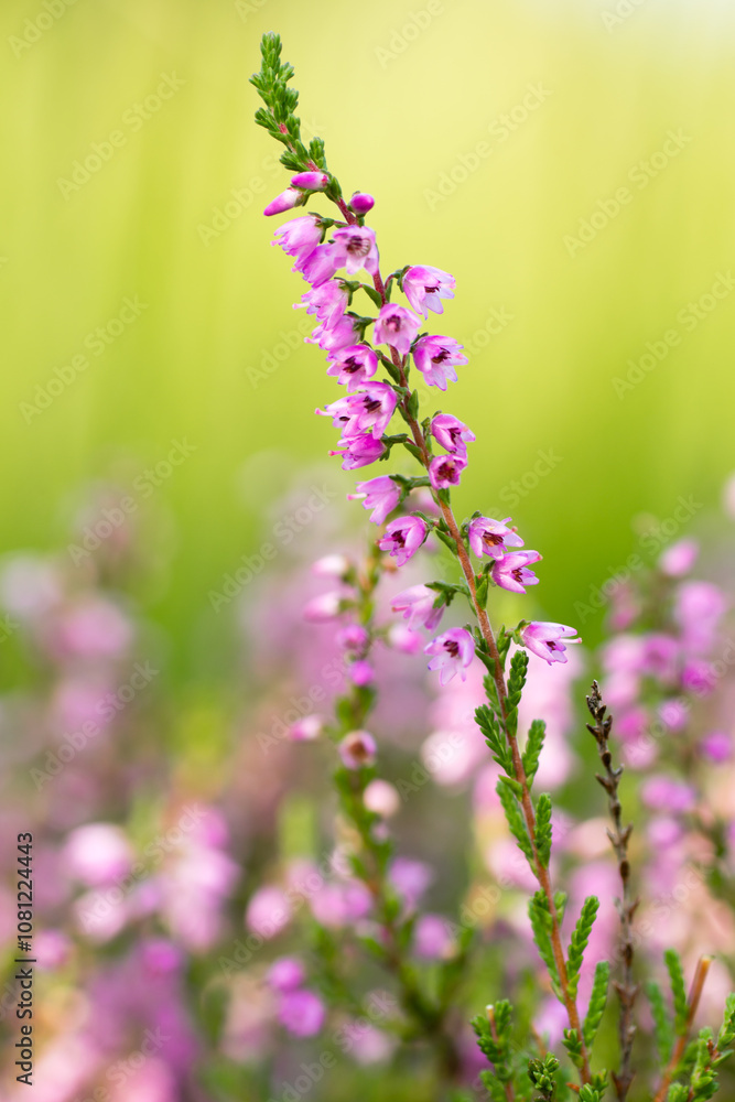 Heather flowers on a colored background bokeh Heather flowers on a colored background bokeh