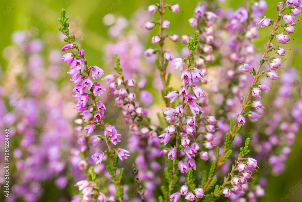Heather flowers on a colored background bokeh Heather flowers on a colored background bokeh