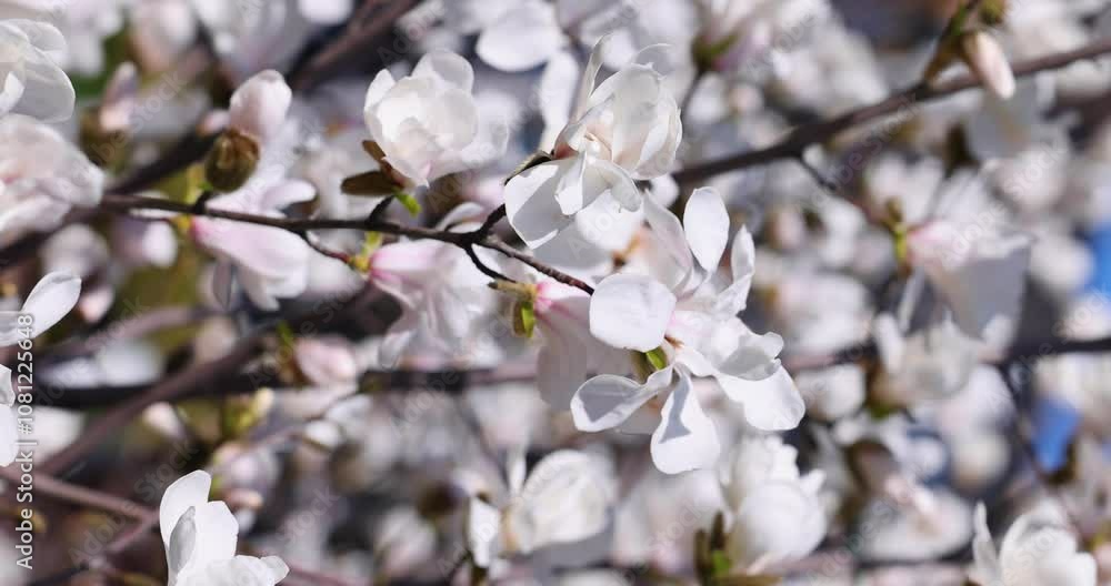 Blooming magnolia tree branch displaying flowers Blooming magnolia tree branch displaying flowers