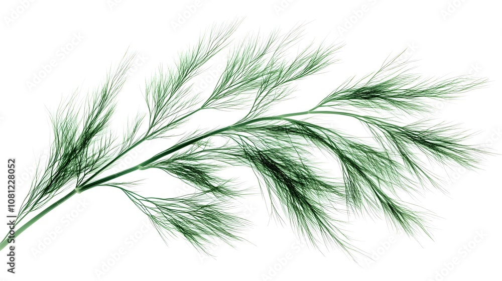 Fototapeta premium Fresh hydroponic dill with feathery leaves