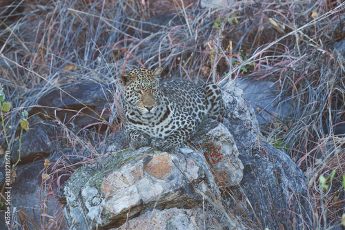 Africa wildlife. Panthera leopard, Panthera pardus, levhart, predator native Africa, Botswana. Wildlife, typical environment of leopard subspecies. On the rock. National park Moremi, Okavango, Kwai.  photo