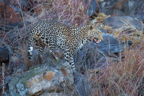 Africa wildlife. Panthera leopard, Panthera pardus, levhart, predator native Africa, Botswana. Wildlife, typical environment of leopard subspecies. On the rock. National park Moremi, Okavango, Kwai.  photo