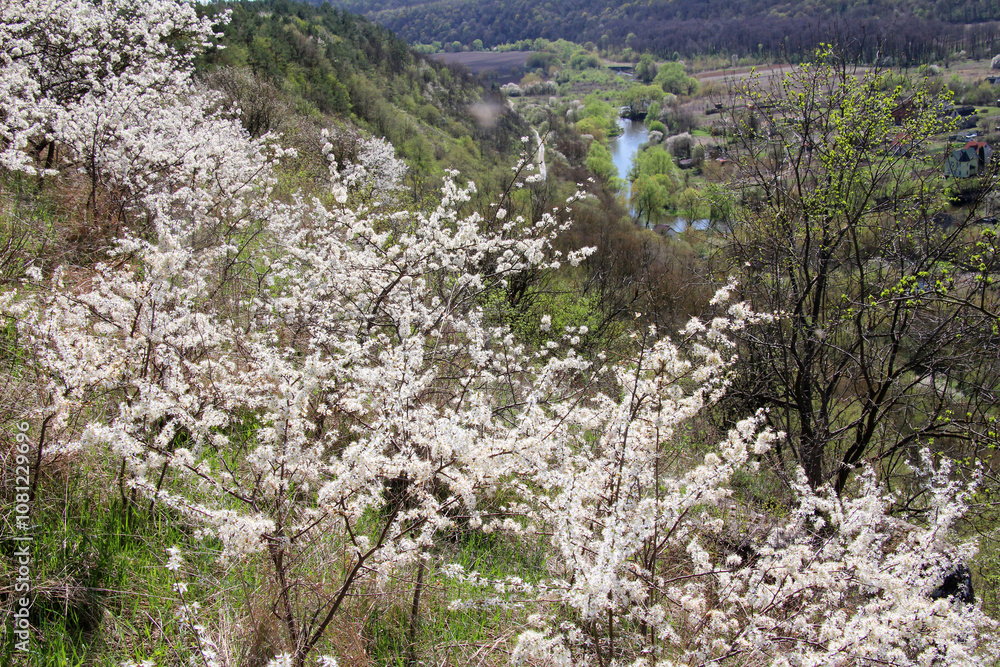 In spring, the blackthorn blooms in nature In spring, the blackthorn blooms in nature