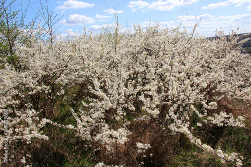     In spring, the blackthorn blooms in nature
