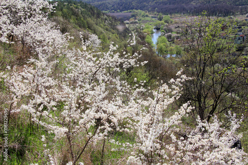  In spring, the blackthorn blooms in nature