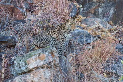 Africa wildlife. Panthera leopard, Panthera pardus, levhart, predator native Africa, Botswana. Wildlife, typical environment of leopard subspecies. On the rock. National park Moremi, Okavango, Kwai.  photo