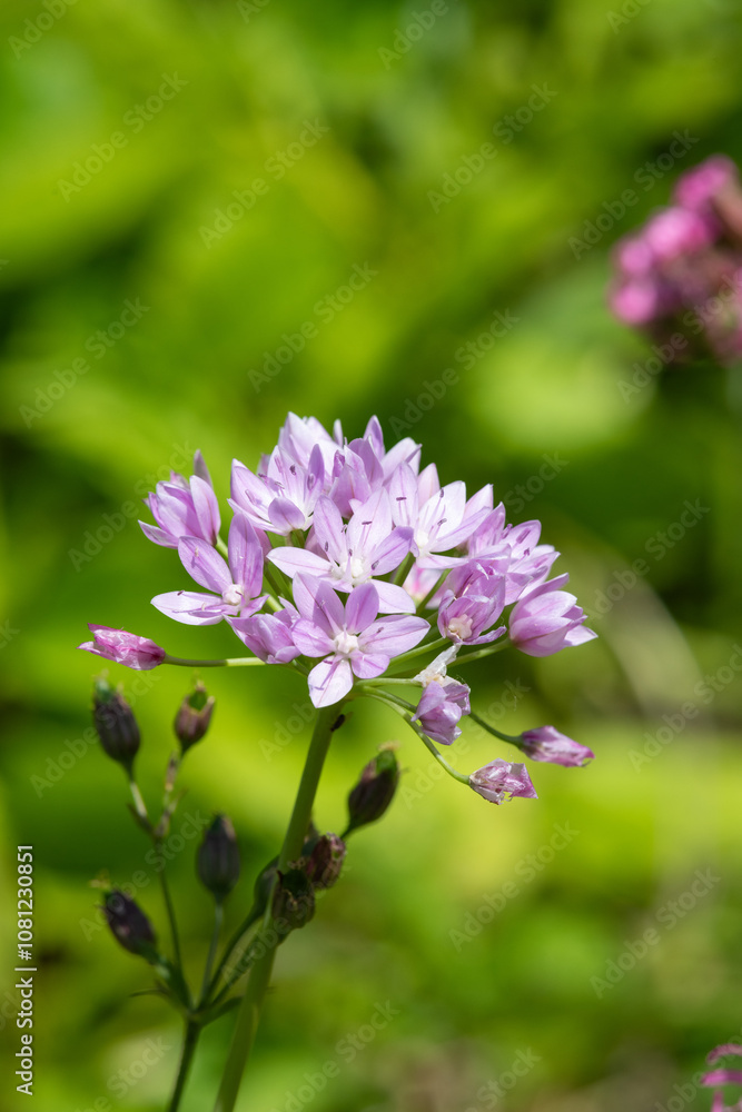 Close up of an American garlic (allium unifolium) flower in bloom Close up of an American garlic (allium unifolium) flower in bloom
