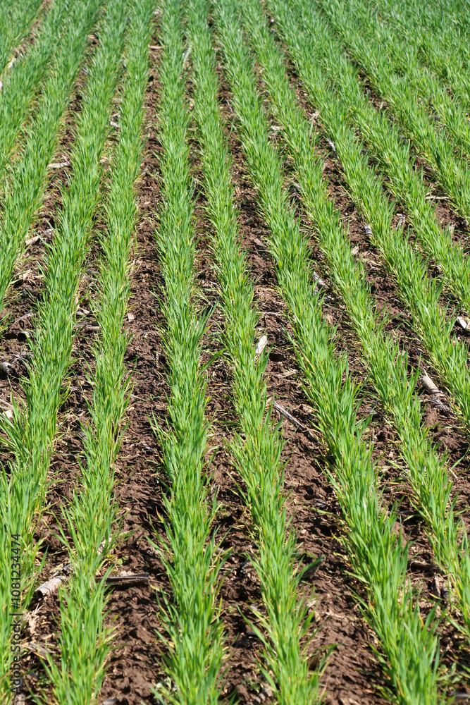 Winter wheat on a spring field Winter wheat on a spring field