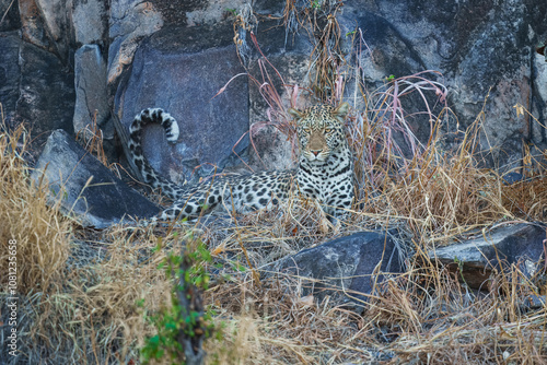 Africa wildlife. Panthera leopard, Panthera pardus, levhart, predator native Africa, Botswana. Wildlife, typical environment of leopard subspecies. On the rock. National park Moremi, Okavango, Kwai.  photo