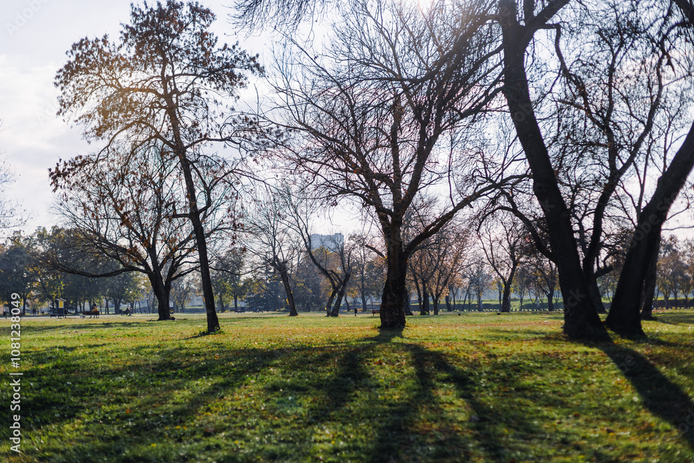 Serene autumn afternoon in a park showcasing bare trees casting long shadows on a green lawn Serene autumn afternoon in a park showcasing bare trees casting long shadows on a green lawn