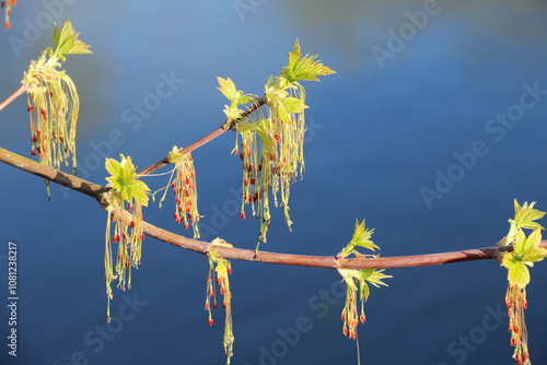 In nature, the ash maple (Acer negundo) blooms photo