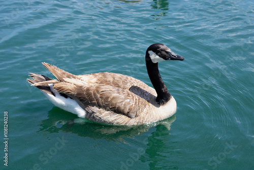 geese floating on blue lake water