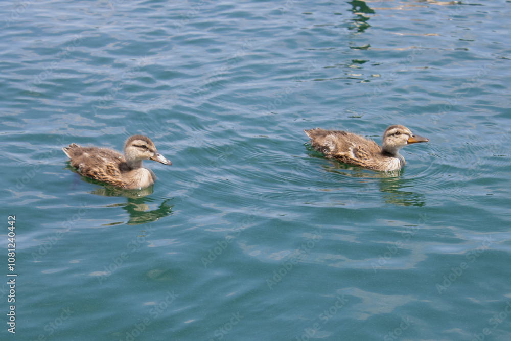 ducks floating on blue lake water