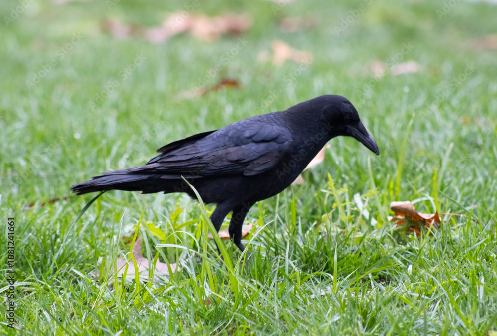 black raven crow bird with dark feathers black raven crow bird with dark feathers