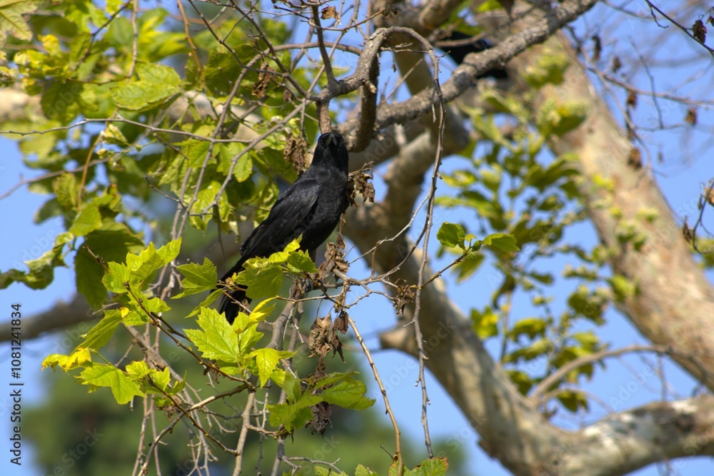 black raven perched on tree branch black raven perched on tree branch
