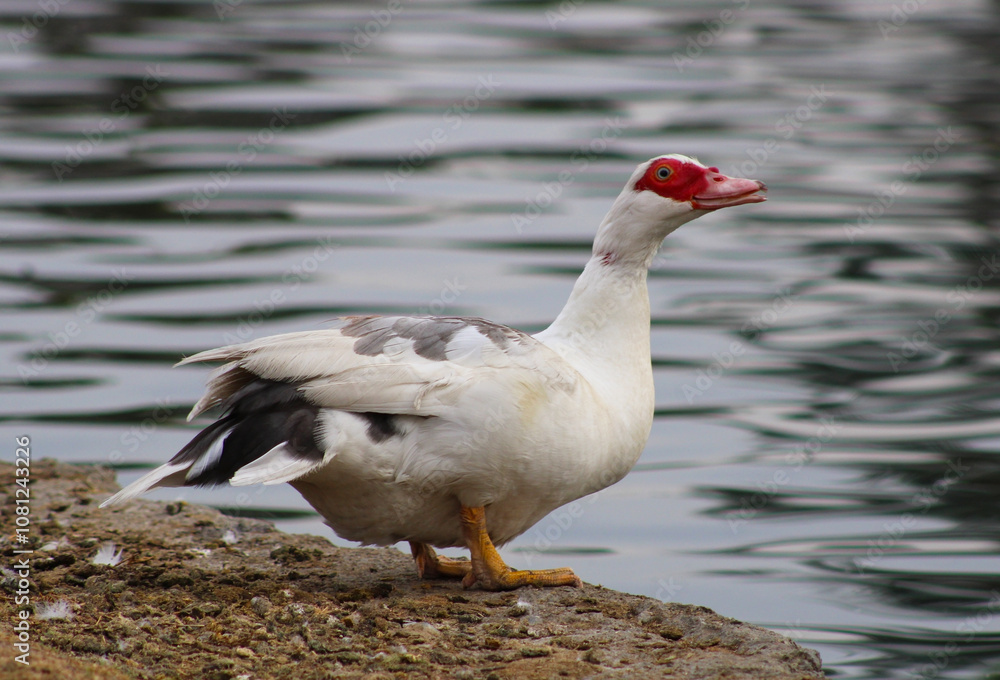 red faced water bird near shore red faced water bird near shore