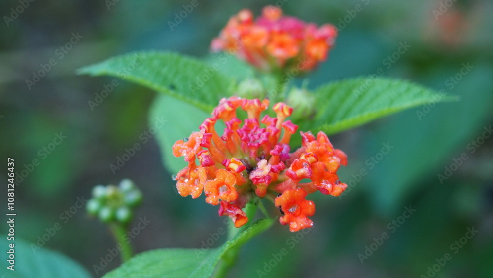 orange flowers orange flowers