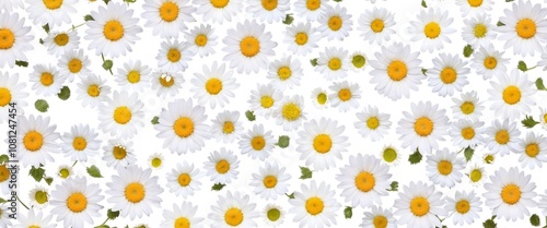 Chamomile flowers collection on white. Set of colorful Chamomile or Daisy flowers background, top view. Floral pattern.