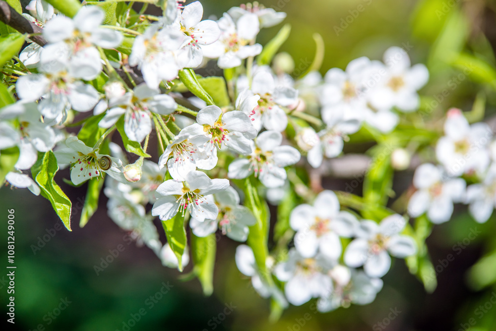 Flowering branch of pear in the garden in spring
Flowering branch of pear in the garden in spring
