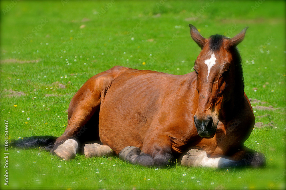 Naklejka premium Cheval en prairie