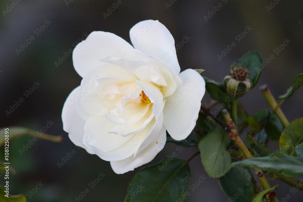 up close white rose petals and green stem up close white rose petals and green stem